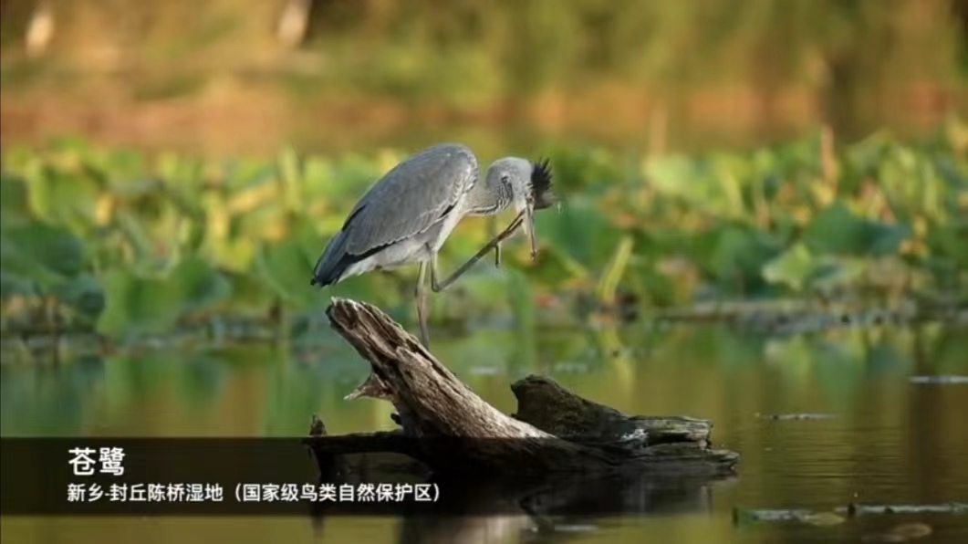 河南封丘：苍鹭欢舞 陈桥湿地