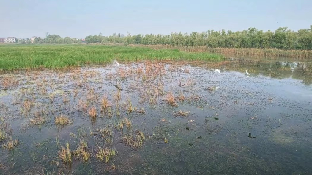 封丘：生态湿地美 翩跹白鹭飞