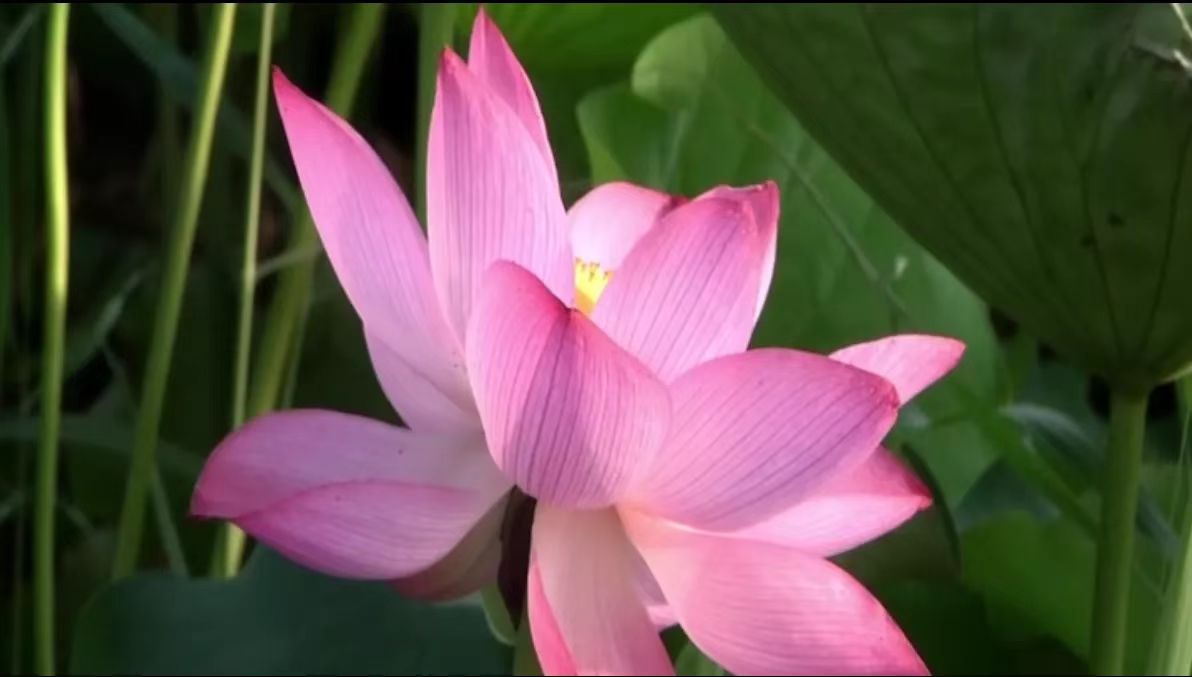 东湖湿地风景区：油菜花谢荷花开 美景依旧静等你来